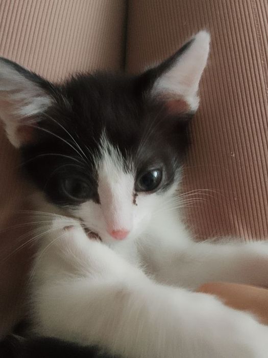 отдам с всеми вещами.