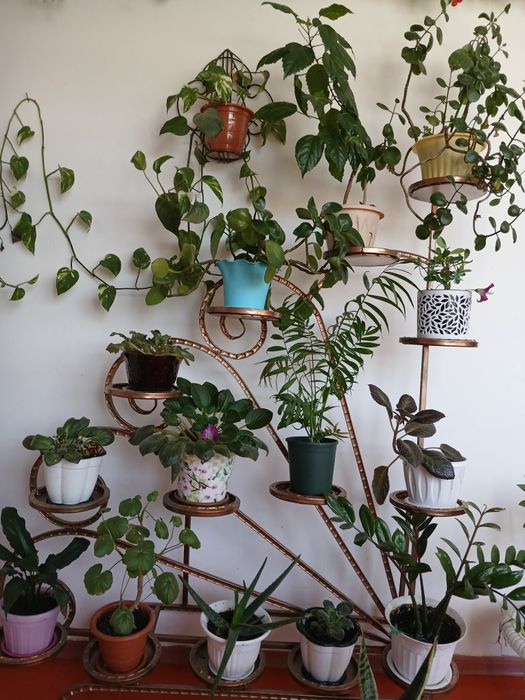 Домашние разные цветы кентау