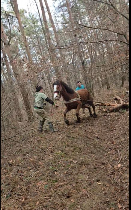 De vânzare o manza de 2 anișori
