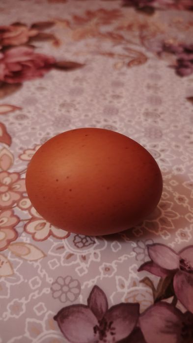 Vând oua incubat găini rasa mixta origine Franța  - MARANS, 8 lei/ou.