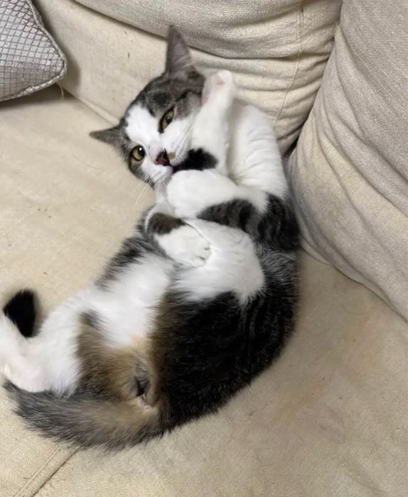 Кошечка Бэлла , 1 годик