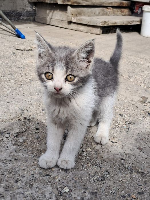 Отдам котят девочки