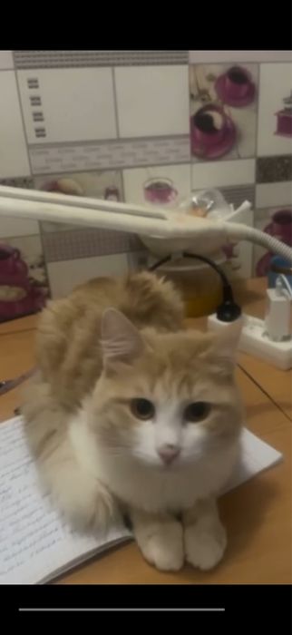 ПРОПАЛ КОТ . Вознограждение !!