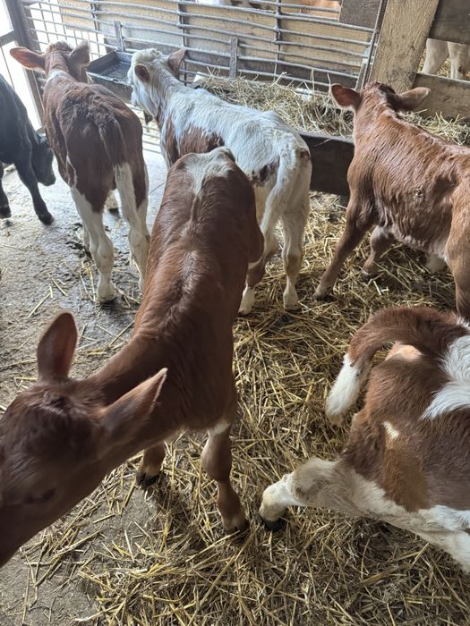 Taurasi si vitele de vanzare