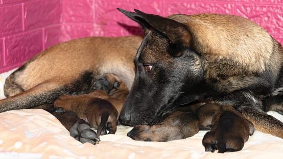 Продам Бельгийских щенков