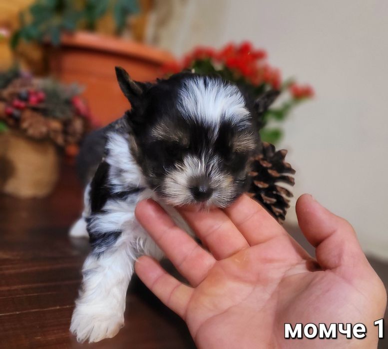 Бивер Йоркширски териер-бивър