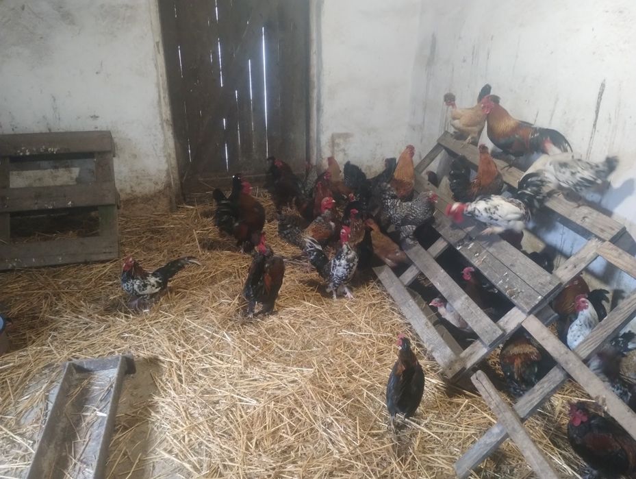 Vând găini și cocoși pitici