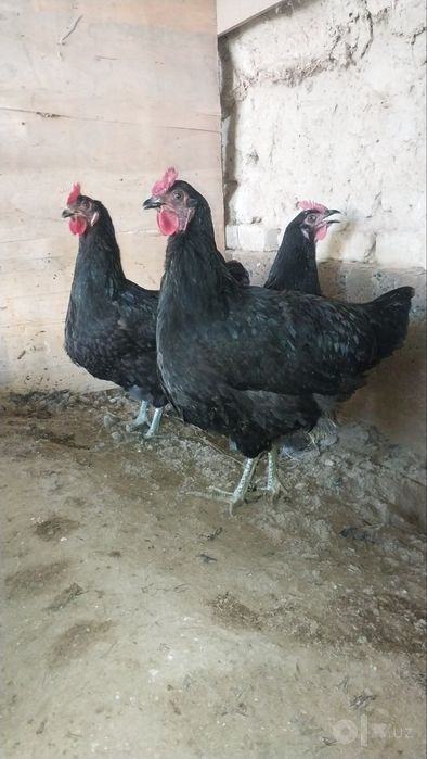 Qora Shaxzoda Gigant Jersi