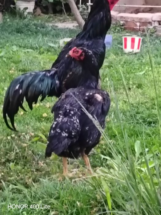 Байцовый карис жожалар