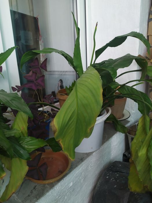 Продам цветы комнатные