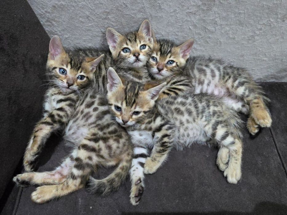 Бенгальские котята