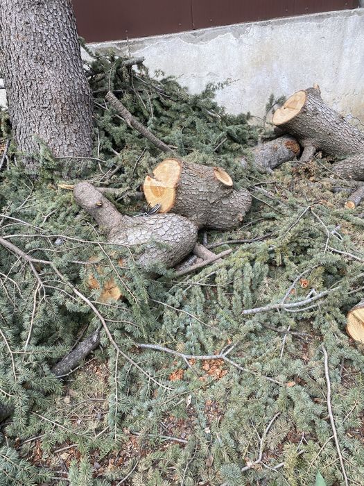 Дървесина от Ливански кедър