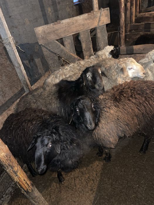 Токтысатамыз тырыдей