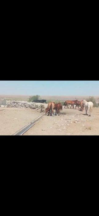 Жабағы, тайлар 20-25 бас