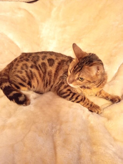 Найдена кошка бенгальская