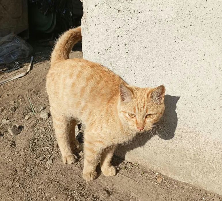 Котенок в добрые руки
