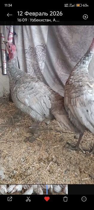 Аспидини куркалари сотилади йош