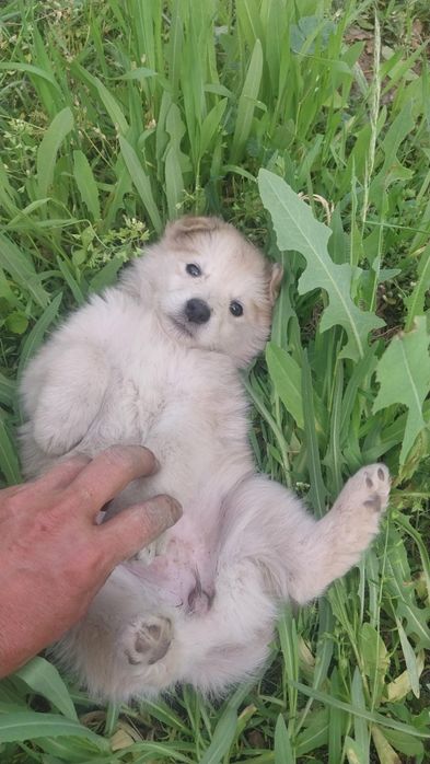 Хаски щенята продаем