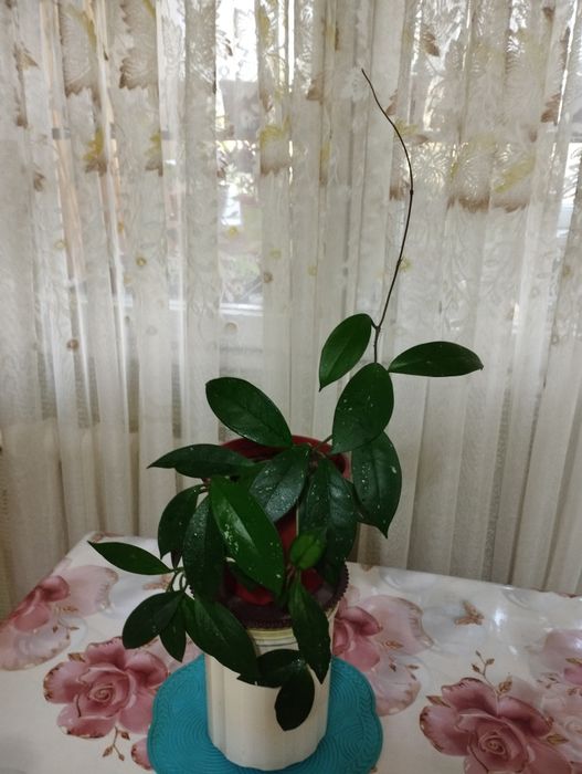 Комнатные растения