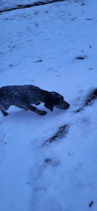 Brac german par scurt