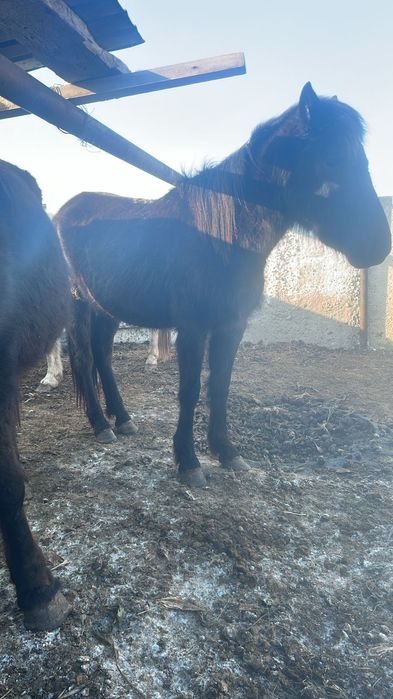 Баитал сатылады 3жасар