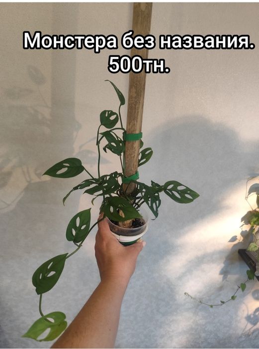 Комнатные   цветы