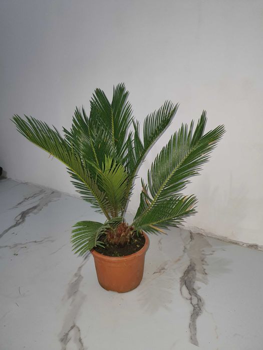 Палма Цикас 25 евро