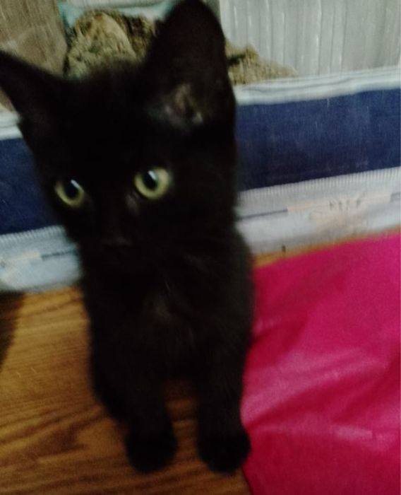 Котята ищут соих хозяев