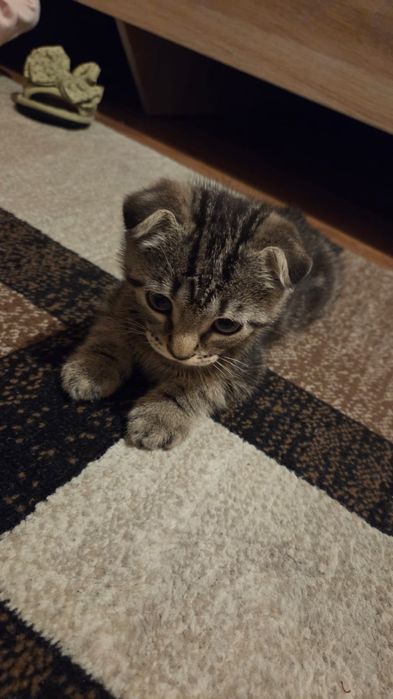 Продается котёнок
