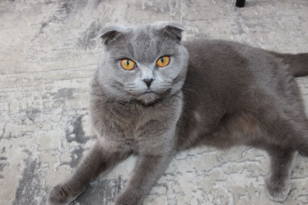 Британский вислоухий кот