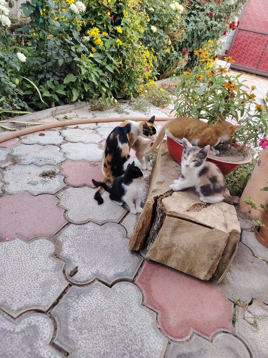 Котята бесплатно