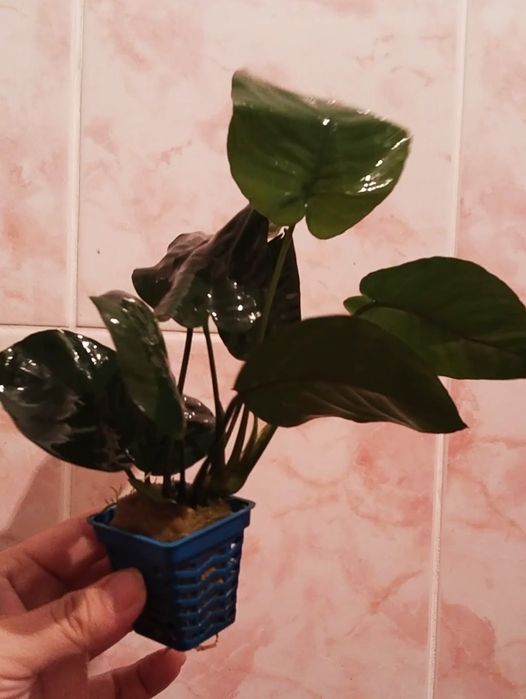 Анубиасы шикарные кустики