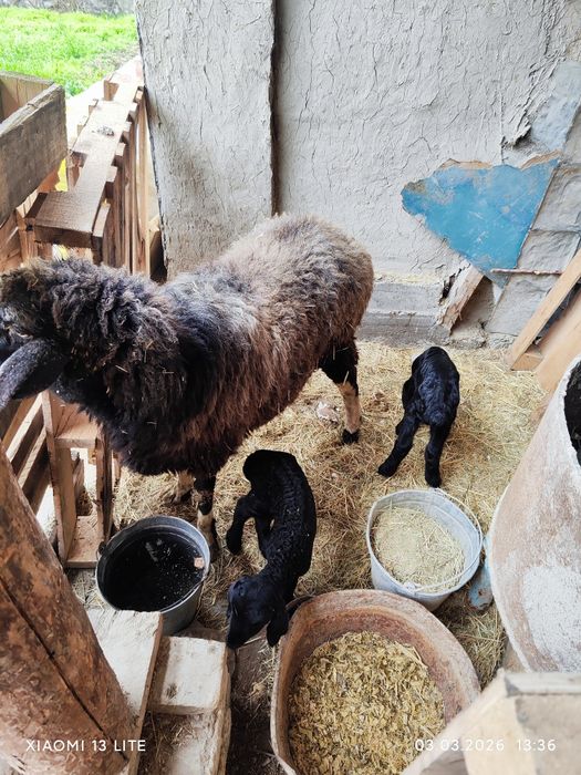 Она бола куй боллари эгиз соглиги еб ичиши Зур гарантия