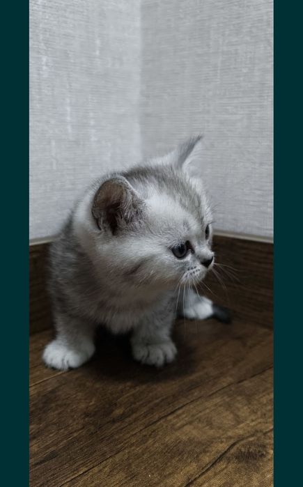 Срочно продаются котята