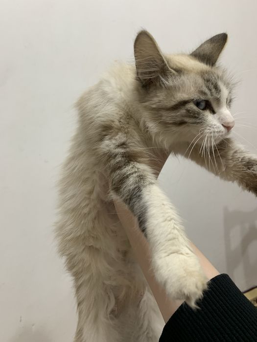 отдаем кошку,девочка.