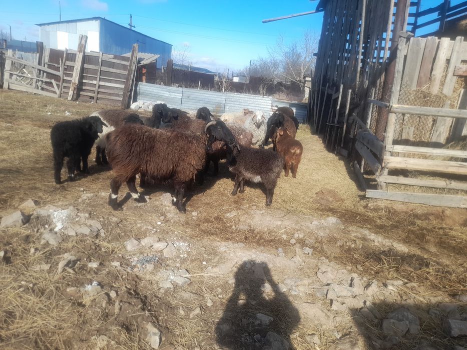 Продаётся бараны с ягнятами