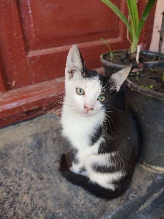 Ofer spre adopție pui de pisică