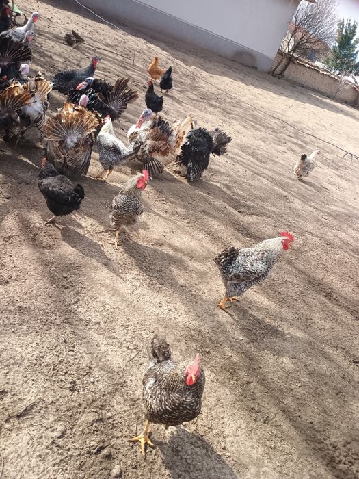 Продавам пуйки и оплодени яйца.