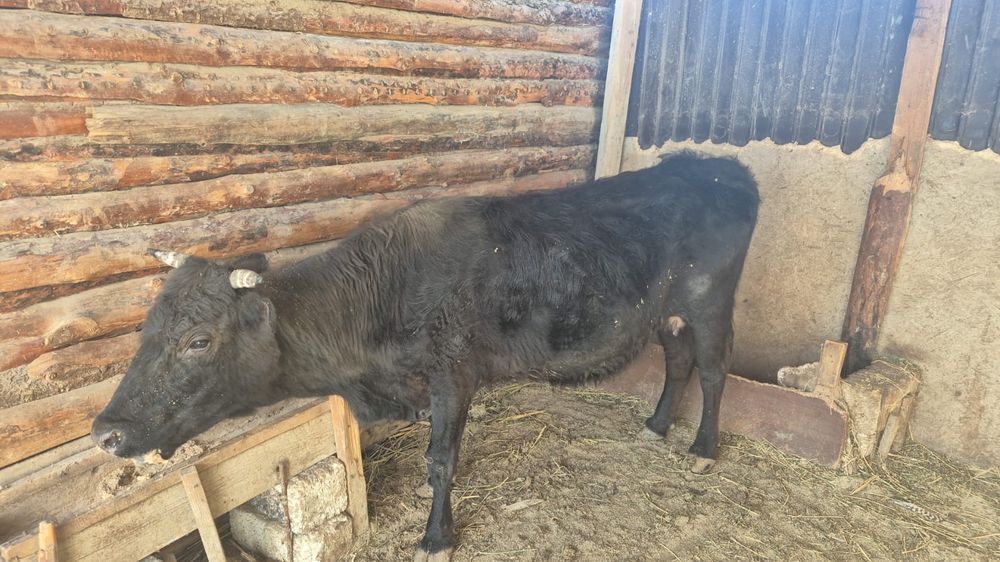 Семіз сиыр сатылады