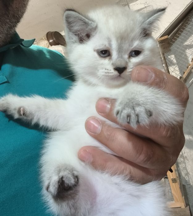 Британски котенца