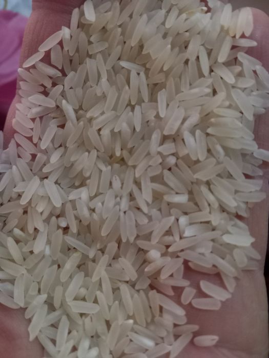 Хоразм гуруч база, оптом перечисления, Xorazm guruch optom