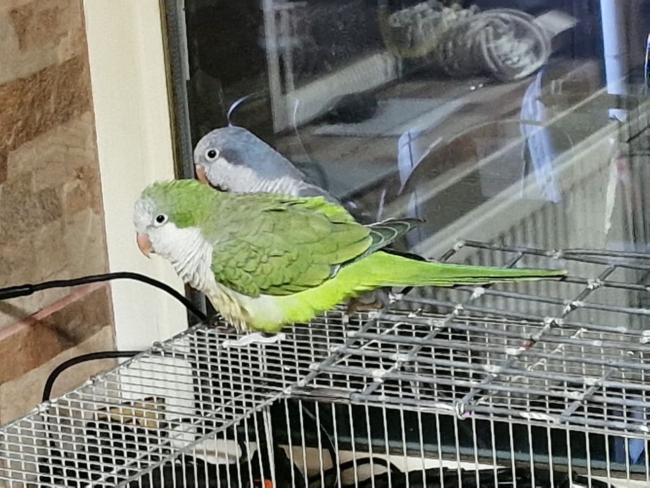 Papagal pui călugăr