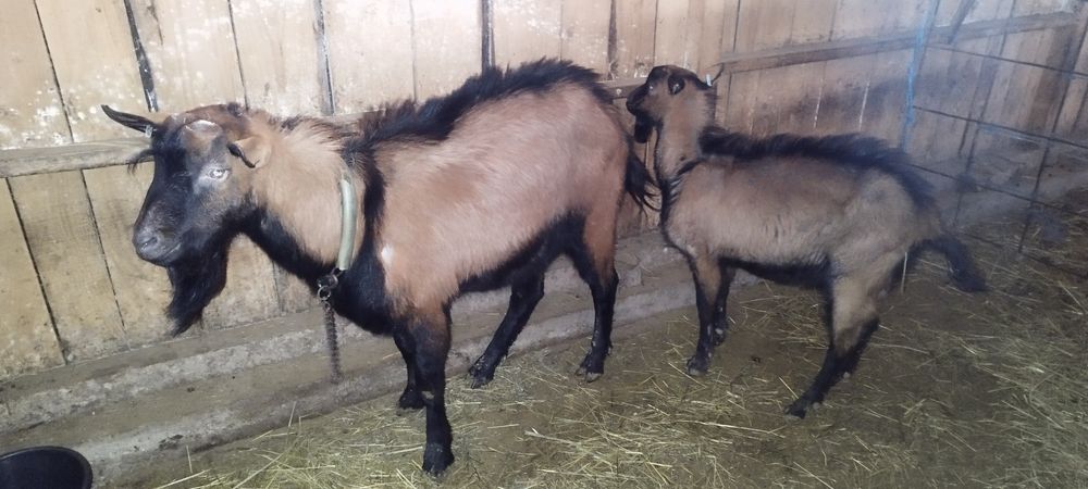 Țapi Alpina franceza