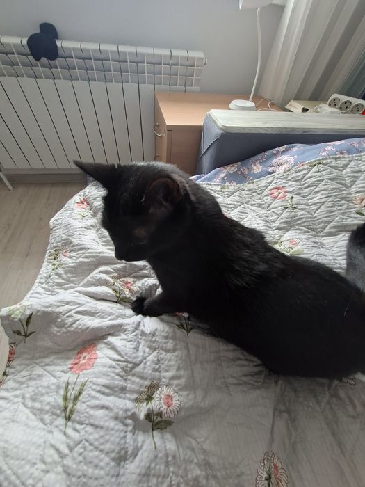 Отдам даром кошку