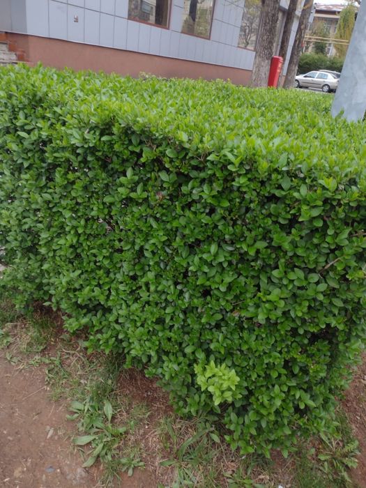 Vand Gard Viu/Lemn cainesc.