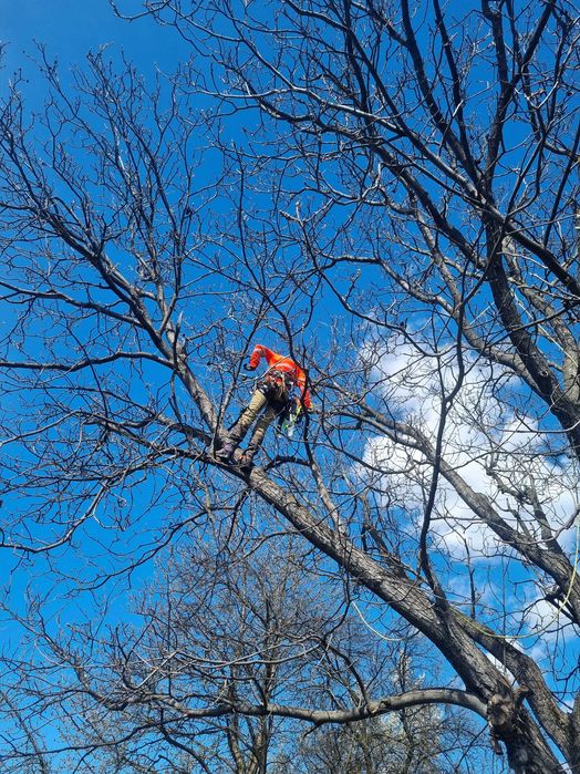 Toaletare Arbori / Taieri Copaci - Firma Certificat ISA– Hunedoara