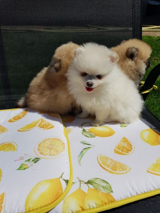 Померан померанчета Гр. София