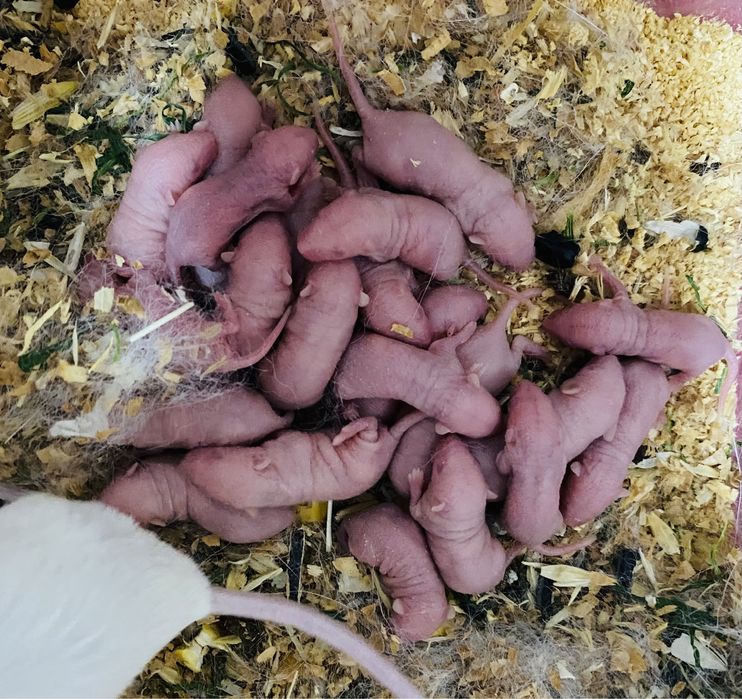 Голышы кормовые мыши