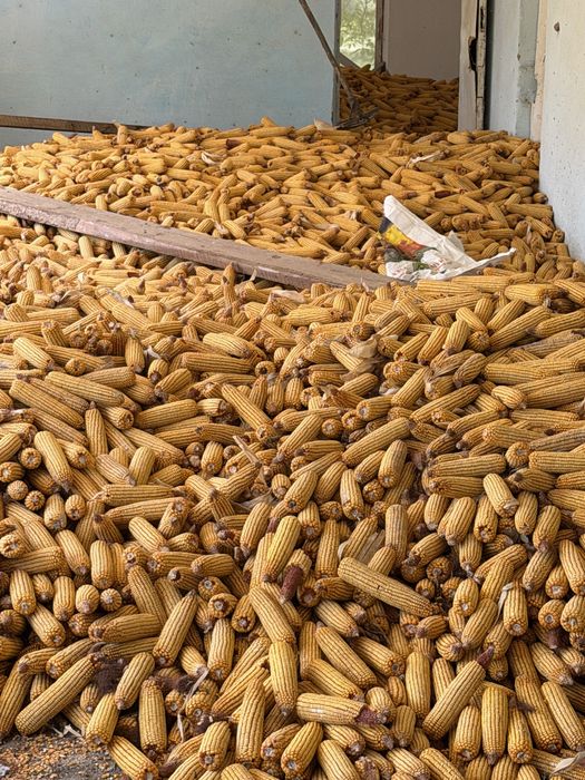 120 kunlik makkayi gibrid dono kotta kotta