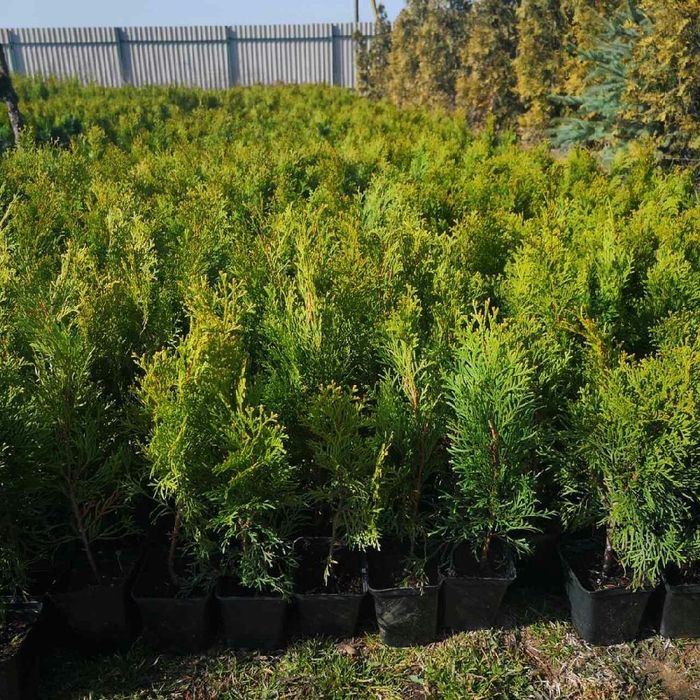 кустарники, саженцы, туи